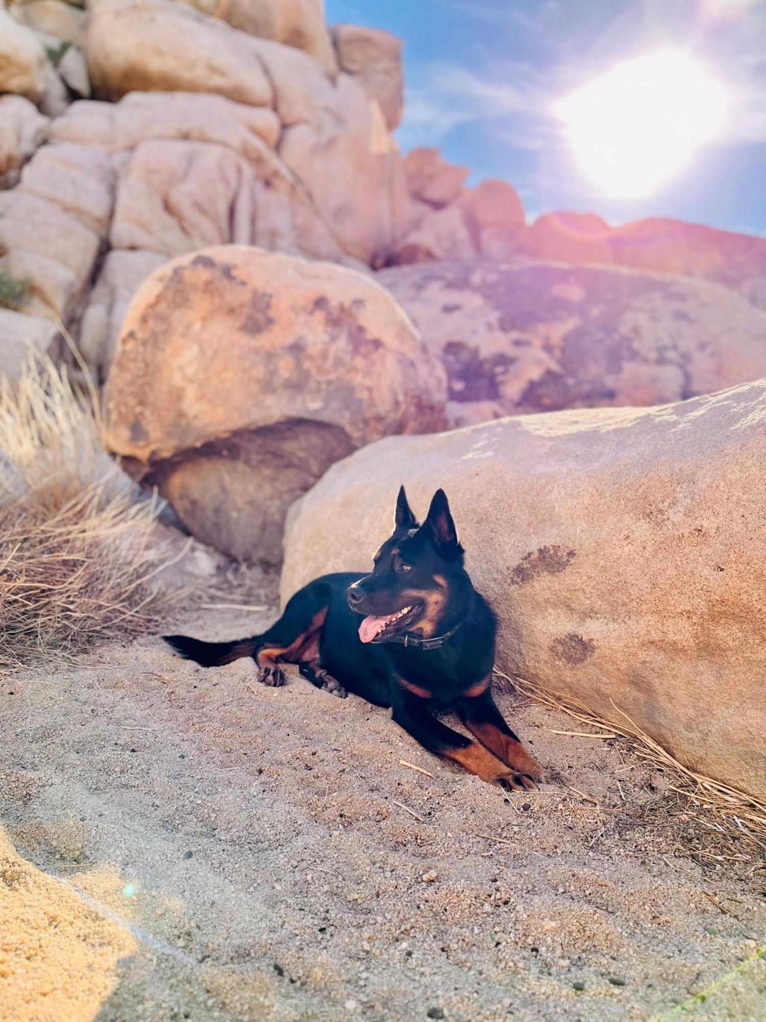 The Joshua Tree House Villa Luaran gambar