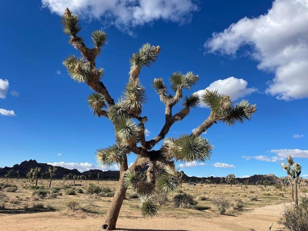 The Joshua Tree House Villa Luaran gambar