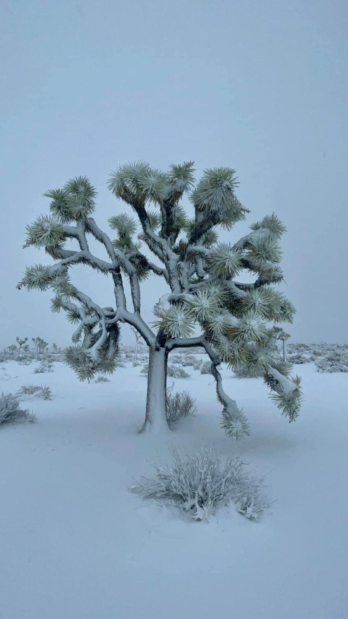 The Joshua Tree House Villa Luaran gambar